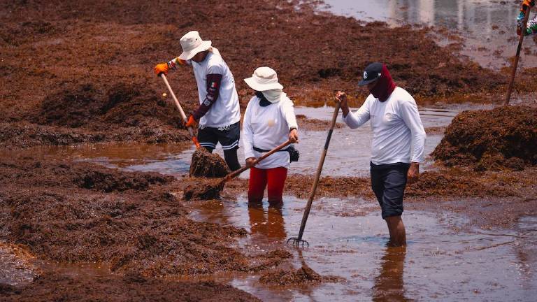 En la recolección de sargazo participan empleados de ZOFEMAT, elementos de la Secretaría de Marina y civiles que trabajan para establecimientos frente al mar.
