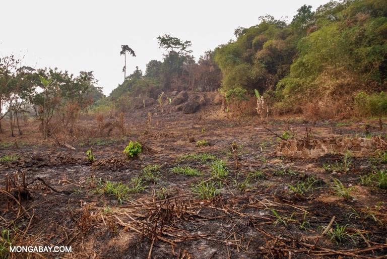 $!Los científicos piden solucionar las crisis del clima y de la biodiversidad a la vez