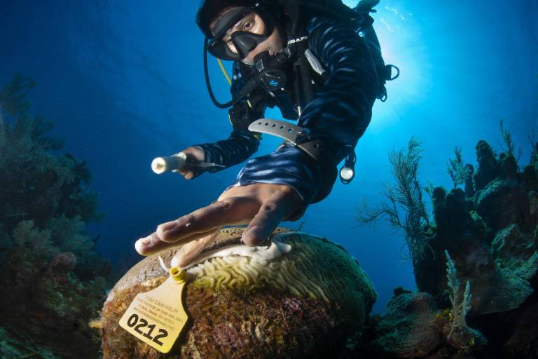 La carrera científica por entender la enfermedad que está matando los corales caribeños a pasos agigantados