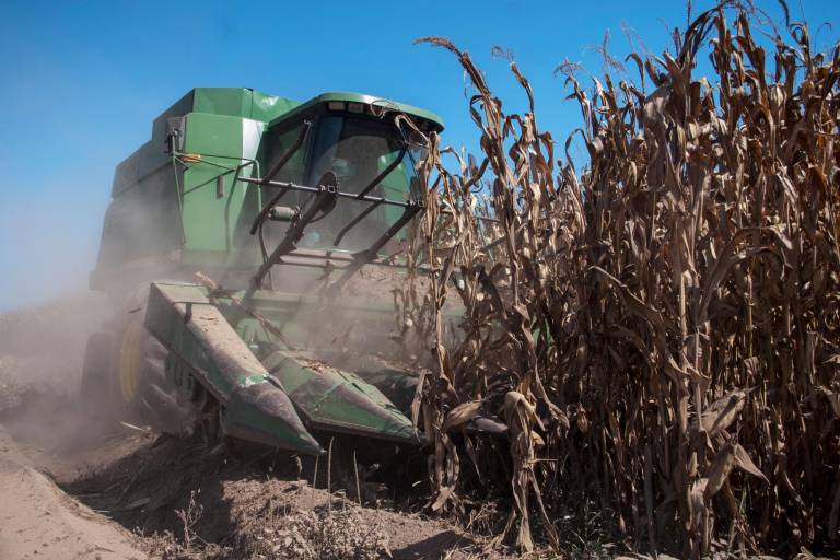Mayor consumo de maíz de EU podría mantener los precios altos