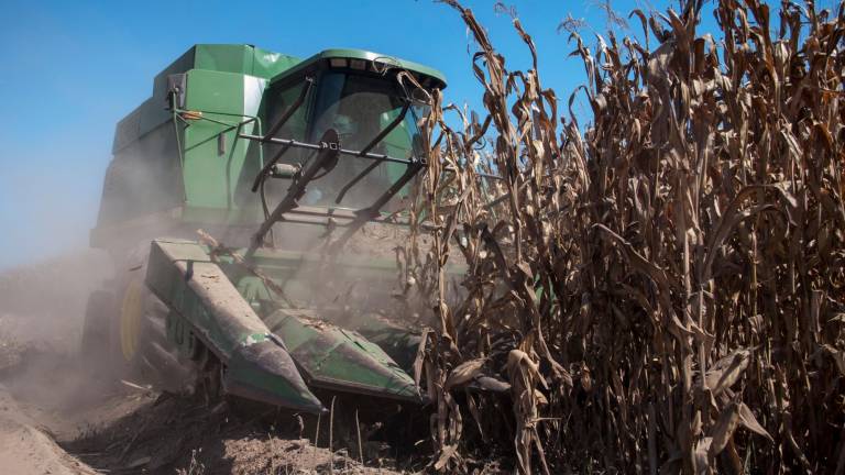Informe del USDA reporta un aumento en el consumo de maíz, lo que beneficiaría en el precio.