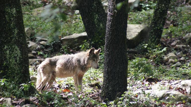 El lobo mexicano estuvo al borde de la extinción y su recuperación ha dependido durante décadas de programas de reproducción, reintroducción y conservación en México y EU.