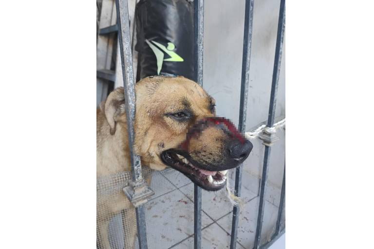 Fundación denuncia ataque con machete a perro en Culiacán