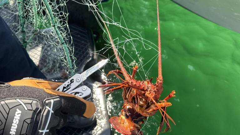 La langosta roja (Panulirus interruptus) se encuentra actualmente en periodo de veda.