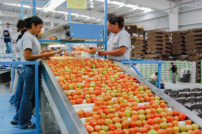 Productores celebran esquema de precios mínimos para exportación de tomate fresco