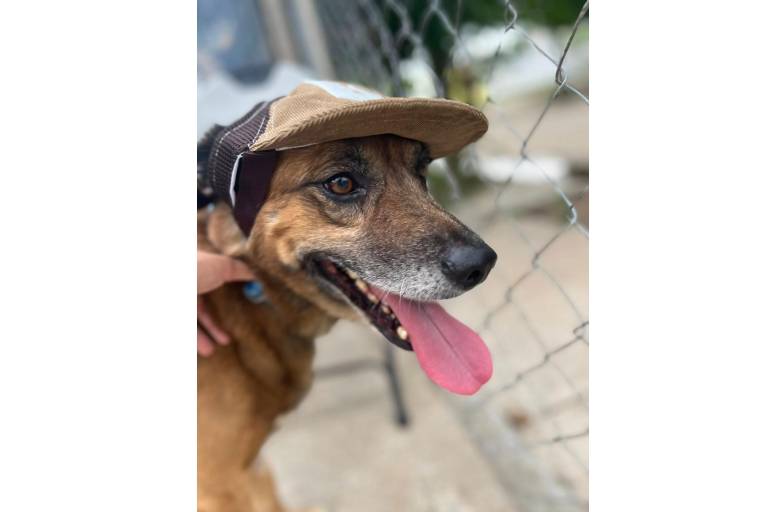 Fallece ‘Osito’, el perrito rescatado en Mazatlán tras ser golpeado con una pala