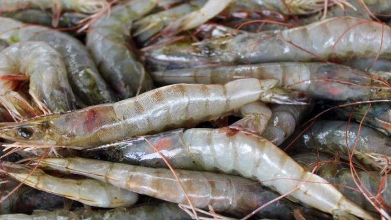 Más grave, la falta de certificación del camarón de altamar que el costo del diésel marino: Michel Luna