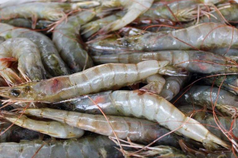 Más grave, la falta de certificación del camarón de altamar que el costo del diésel marino: Michel Luna