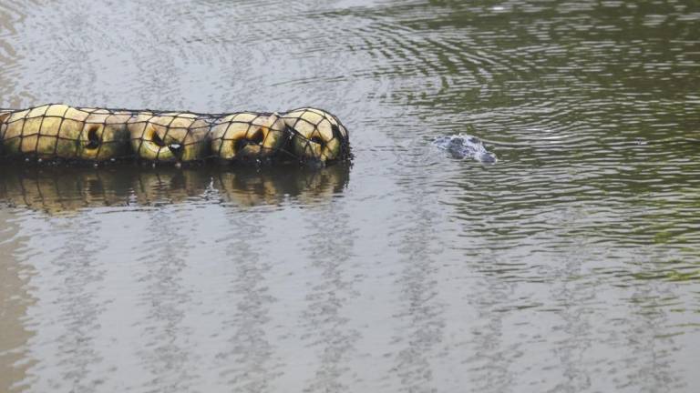 Uno de los cocodrilos fue visto en el Estero del Yugo la tarde de este lunes.