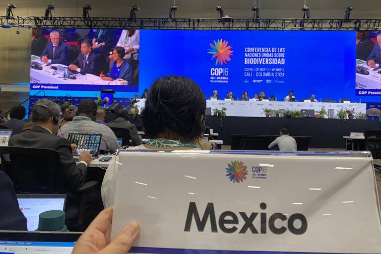 Financiamiento, gobiernos locales y derechos indígenas: los temas que interesan a México de la COP16 de Biodiversidad