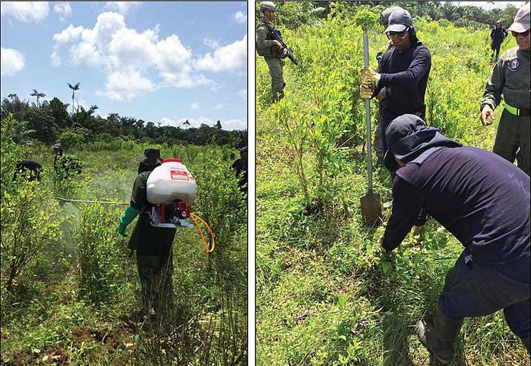 $!Personal colombiano de erradicación manual destruye campos de coca en 2018.