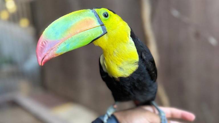 Tucanes, lobos marinos, capibaras, un mono araña y pingüinos forman parte de las nuevas experiencias del Gran Acuario Mazatlán.