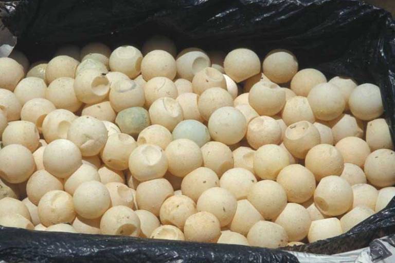 En Mazatlán, se han salvado 25 mil huevos de tortugas marinas durante la temporada