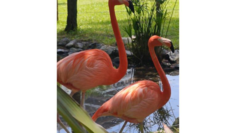 Los flamencos ya pueden observarse nuevamente en el Gran Acuario Mazatlán Mar de Cortés.