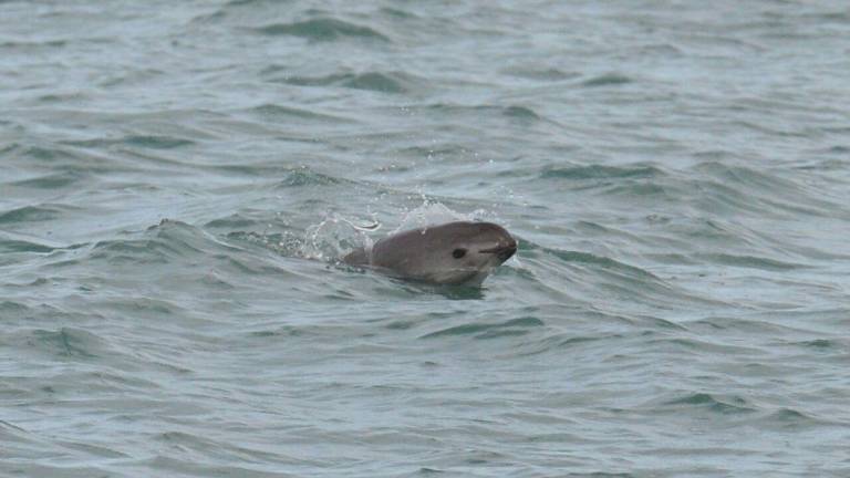 El último monitoreo de vaquita marina realizado en 2025 detectó un grupo de entre siete y diez ejemplares.