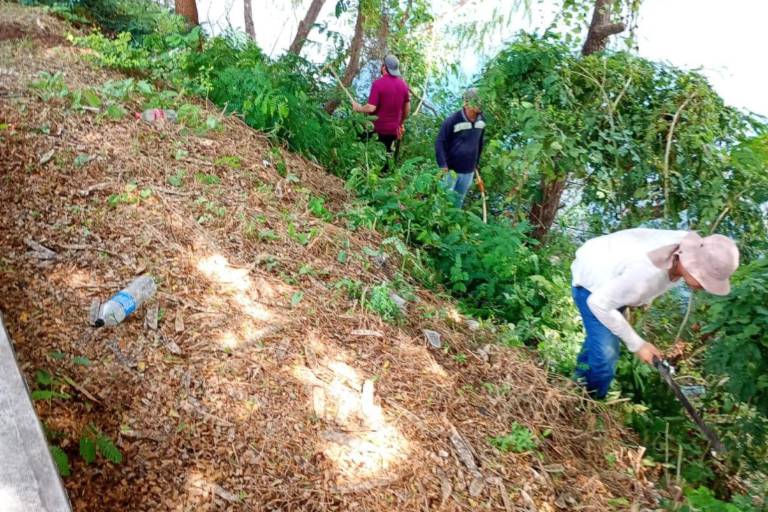 Limpian Laguna del Iguanero para evitar criaderos de mosco del dengue, en Rosario