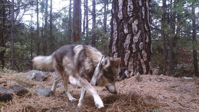 El lobo mexicano se encuentra entre las especies cuya protección podría verse afectada por la orden ejecutiva de Donald Trump.