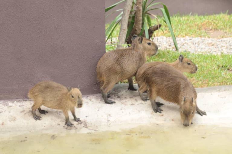 Presenta el Gran Acuario Mazatlán a sus nuevas inquilinas, cuatro capibaras