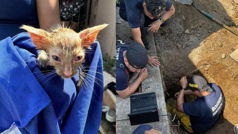 Los gatitos permanecieron al menos dos días dentro de una tubería en un domicilio del fraccionamiento La Riviera.