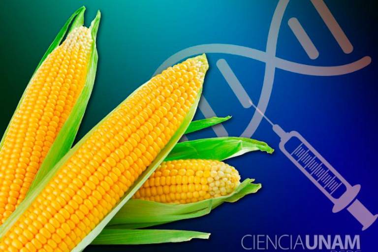 Los EU activa panel comercial contra México por política de maíz transgénico