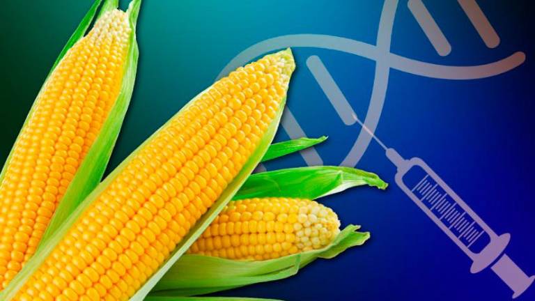 El cultivo del maíz transgénico representa una amenaza importante para la conservación del grano nacional, ya que contamina a las especies naturales y reduce la cantidad de su cosecha.