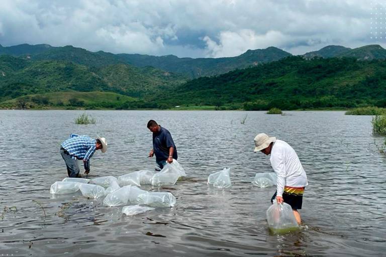 Siembran alevines de tilapia en la presa Agustina Ramírez ‘El Peñón’