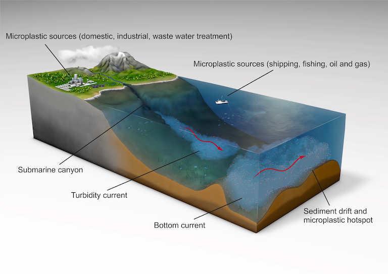 $!Una ilustración de cómo los microplásticos viajan a través del ecosistema marino.
