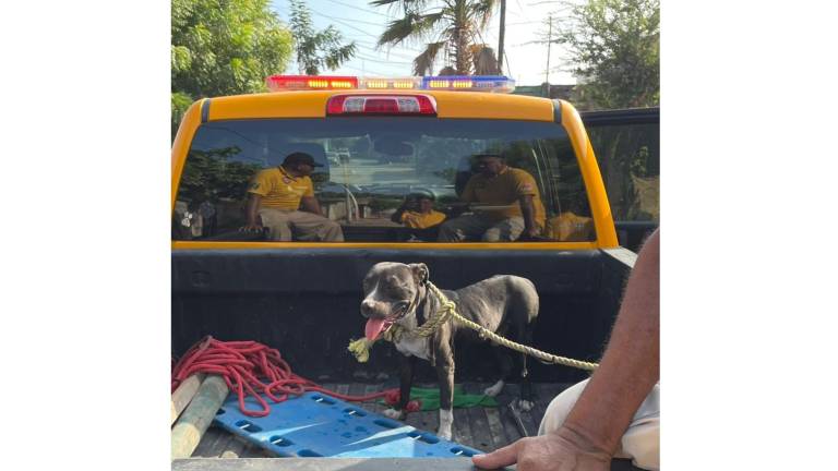 Claudia Pompa señaló que lo ocurrido es una llamada de atención a todos, en qué las mascotas deben esterilizarse, no abandonarse.