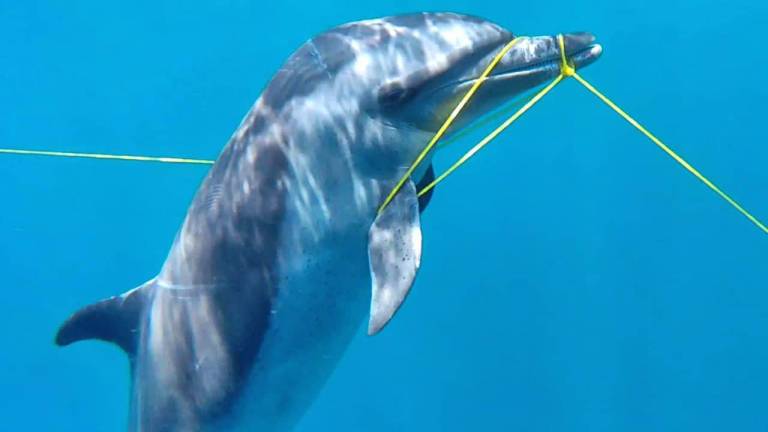 Onca Exploraciones rescata con éxito a delfín atrapado en red a 20 kilómetros frente a Mazatlán