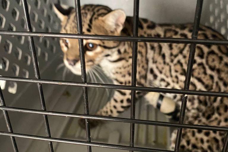 Gran Acuario Mazatlán atiende a felino rescatado por familia mazatleca