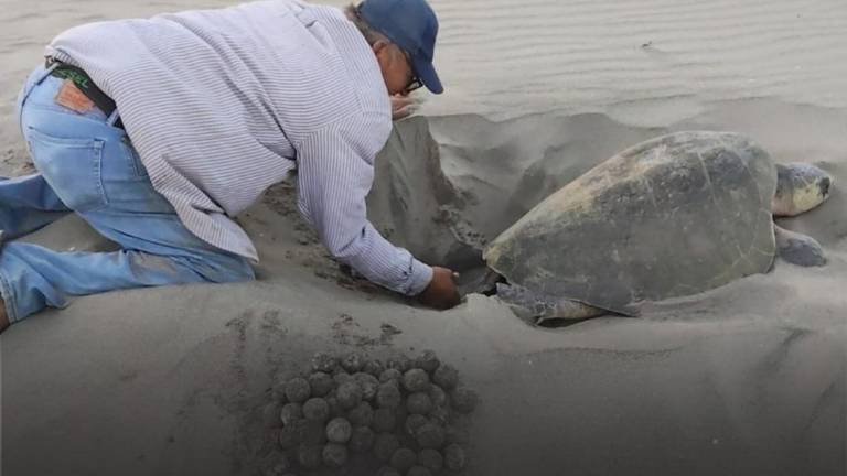Rescate de huevos de tortuga con le inicio de la anidación en el santuario Huizache-Caimanero.
