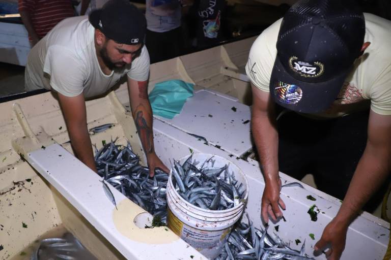 Arranca temporada de ‘pajaritos’ en Playa Norte en Mazatlán