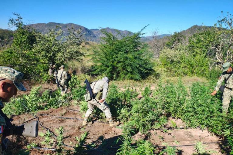 Militares y cuerpos de seguridad destruyeron 120 metros cuadrados de plantío de marihuana en la sierra de Culiacán