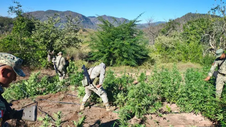 Militares y cuerpos de seguridad destruyeron 120 metros cuadrados de plantío de marihuana en la sierra de Culiacán