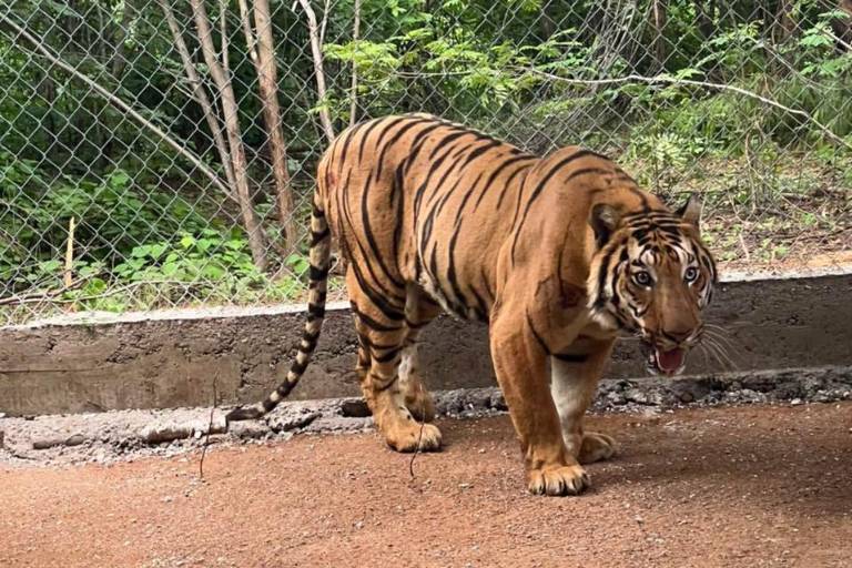 Trasladan al santuario Ostok a un tigre de bengala con heridas de bala