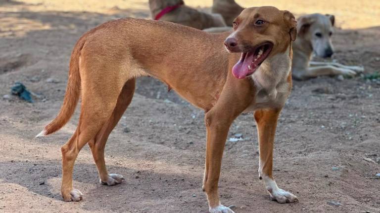 La Fundación Balto y Togo atiende casos de maltrato y abandono animal en distintos municipios de Sinaloa.