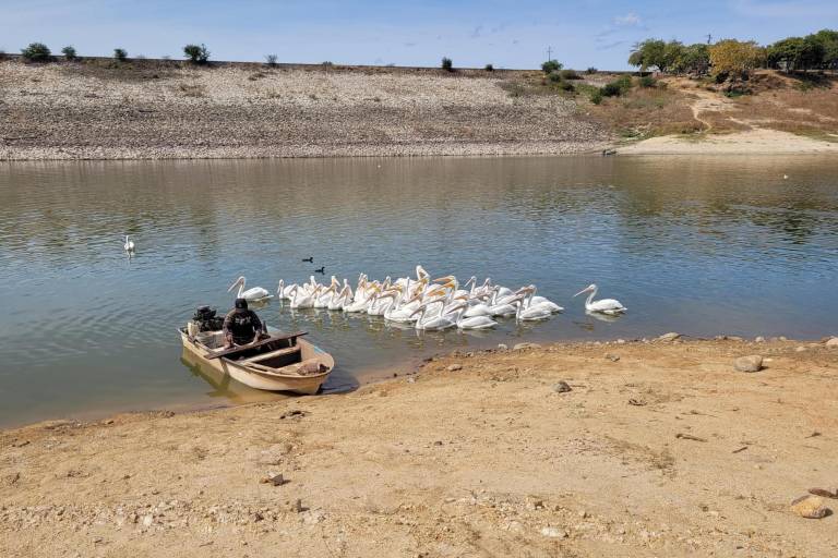 La sequía no ha afectado pesca en la presa Sanalona, afirman pescadores