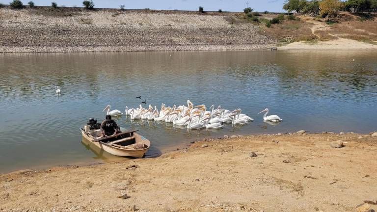 La venta del pescado ha estado complicada, aun cuando los precios están bajos.