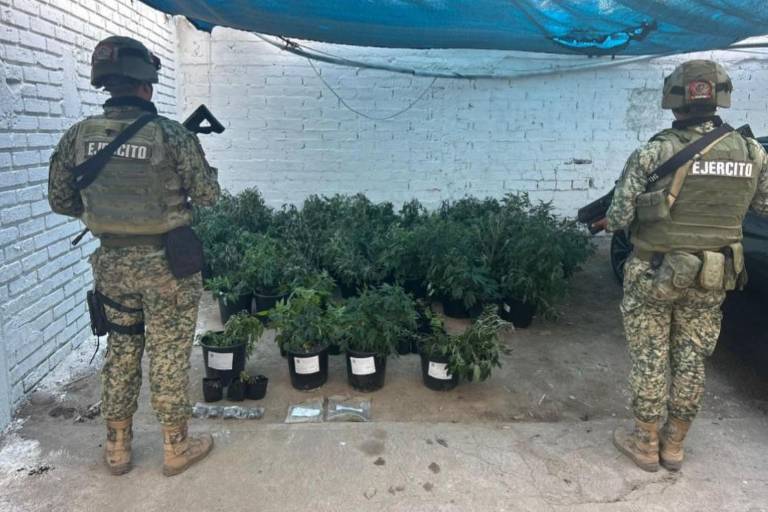 FGR incauta marihuana y municiones en Elota