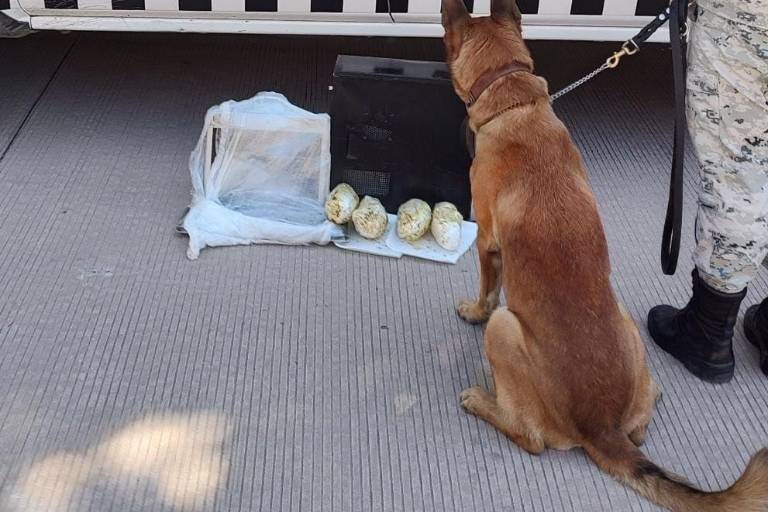 Localiza Guardia Nacional 175 paquetes con mariguana en 10 estados
