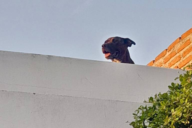 Rescata PC Municipal y GEPA a un perro pitbull del techo de una casa, en Culiacán