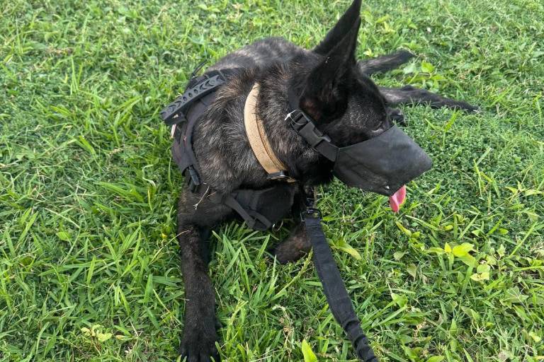 ‘Chaese’, la perrita que llegó para dar esperanza a familias buscadoras de Mazatlán