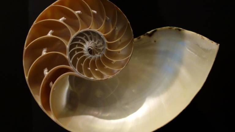 La Sucesión de Fibonacci en el Nautilus Pompilus
