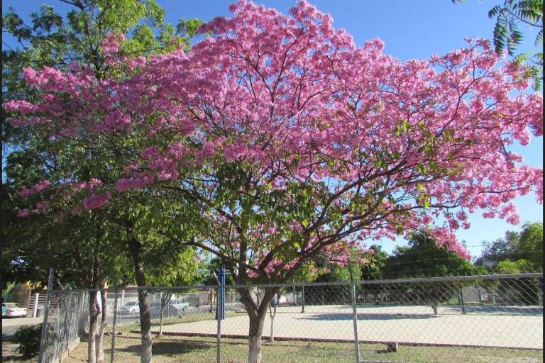 En Sinaloa, cambio climático adelantó las flores de la amapa