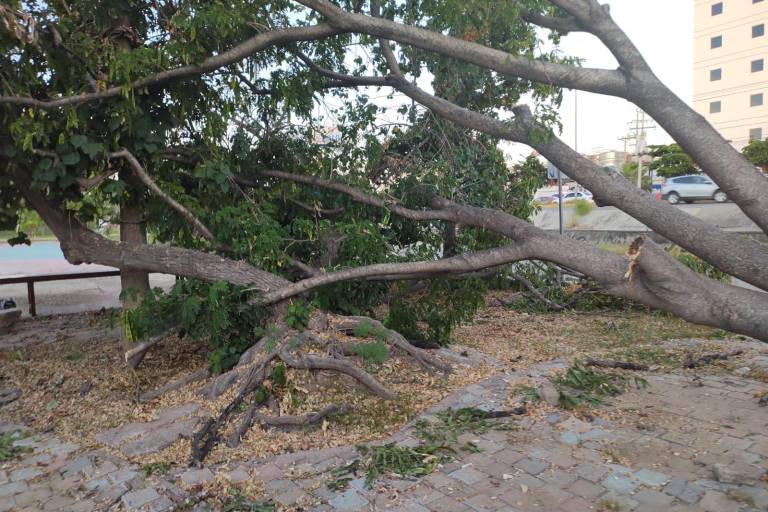 Piden en Parque de la López Mateos retirar restos de árboles y ramas derribadas por huracán