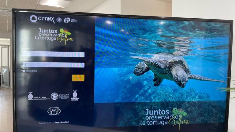 Tortugas golfinas serán monitoreadas con tecnología en Sinaloa, anuncia Sedesu