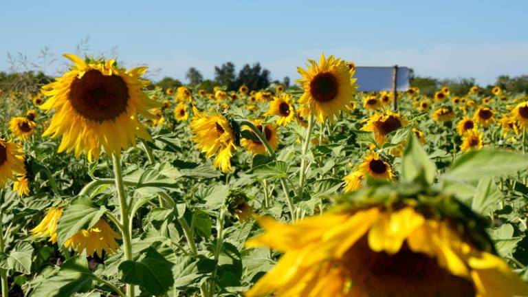 Los campos de girasoles en Mocorito son uno de los principales atractivos turísticos del Pueblo Mágico durante la temporada invernal.
