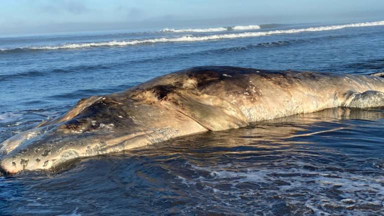 Hallan una ballena gris sin vida en El Tambor, Navolato