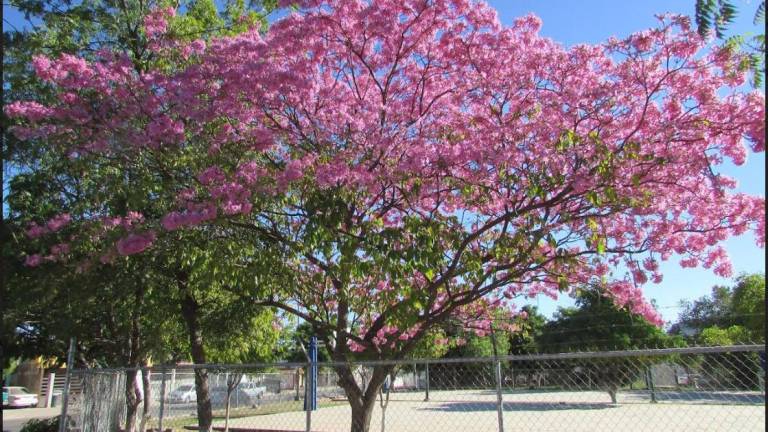Los árboles de amapa generalmente florecen después de la temporada de lluvias, pero en enero, se han llenado de flores en Sinaloa.