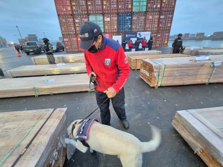 $!El mecanismo narco que arrasa bosques: cómo llegaron 108 toneladas de cocaína y ketamina impregnadas en madera de Bolivia a Chile